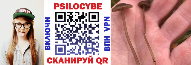 kraken как зайти  Любань  Галлюциногенные грибы Psilocybe 